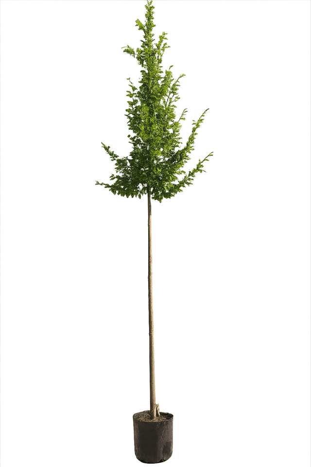 Haagbeuk