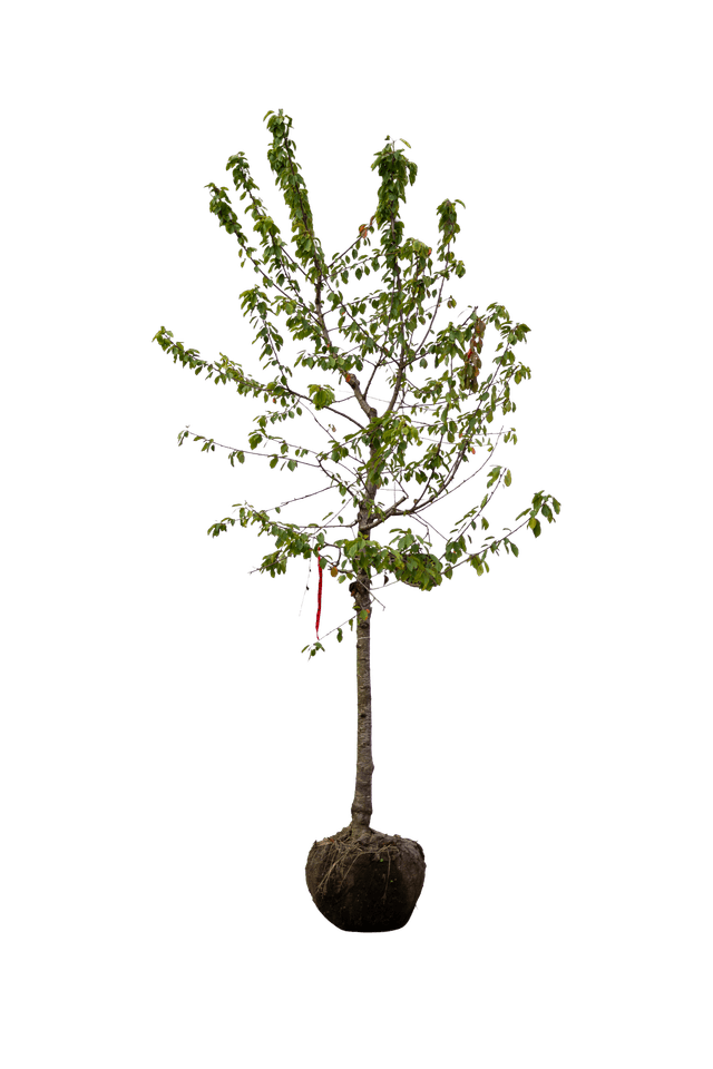 Kordia halfstam kersenboom (vruchtboom)