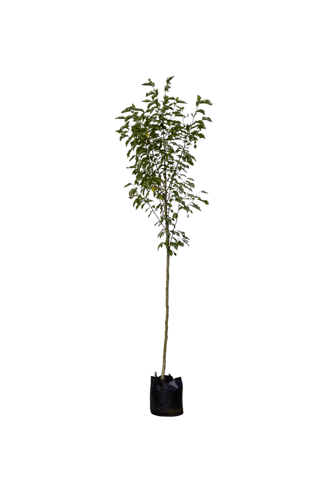 Paarse Magnolia