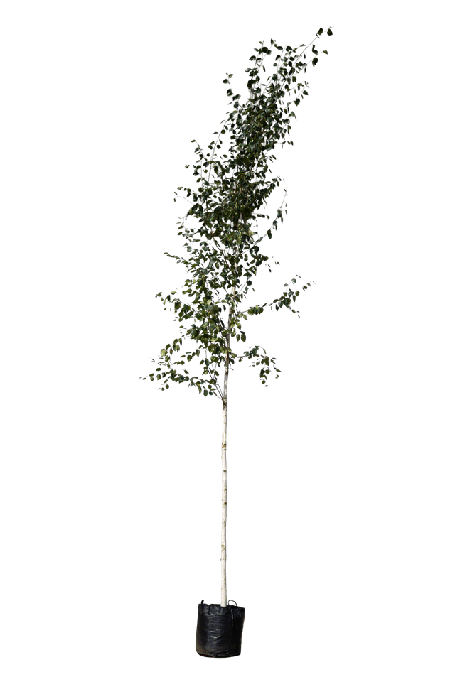 Witte Himalayaberk
