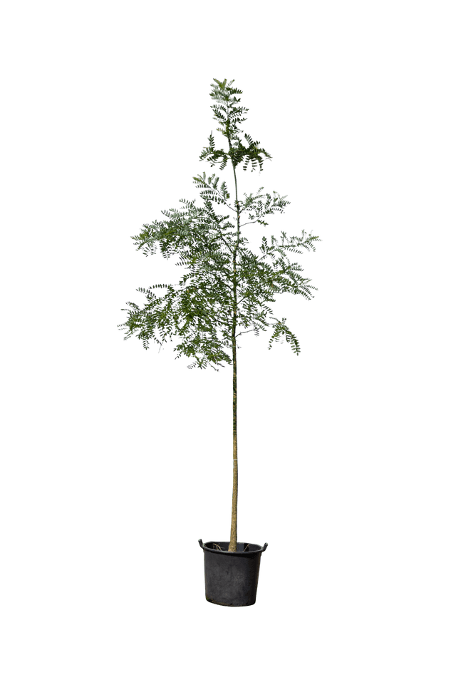 Honingboom