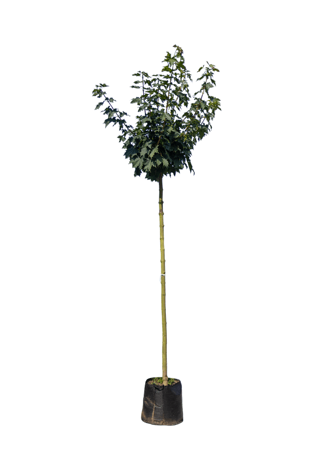 Bolesdoorn 225cm stamhoogte