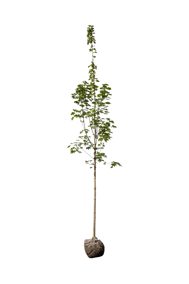 Groenbladige esdoorn