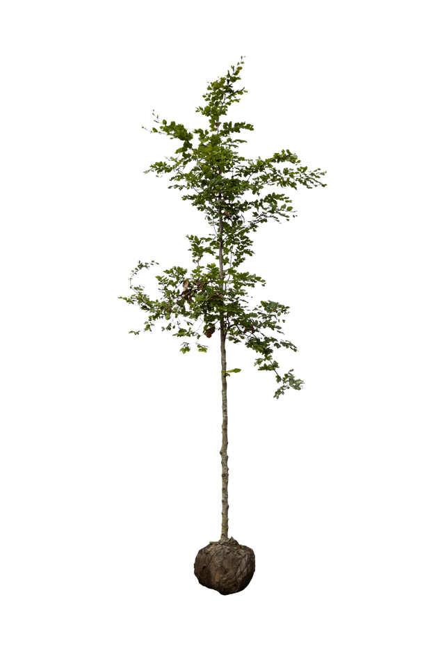 Groene beuk, hoogstam