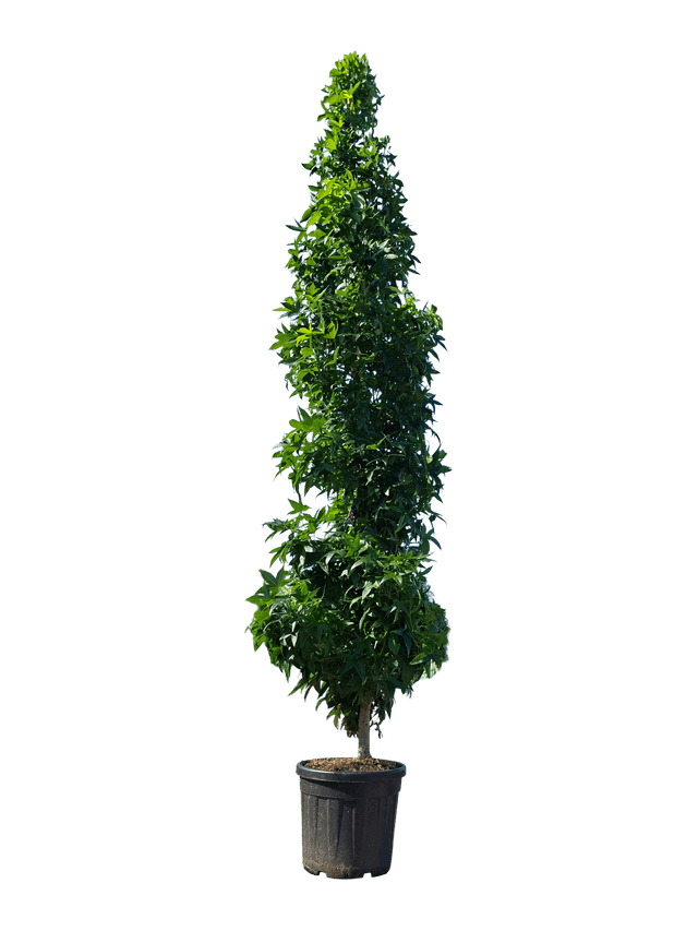 Zuilvormige amberboom