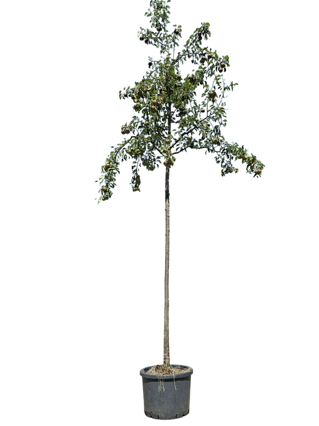 Perenboom Stoofpeer