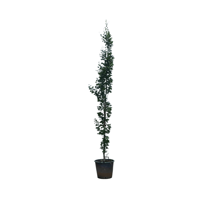 Groene zuilbeuk