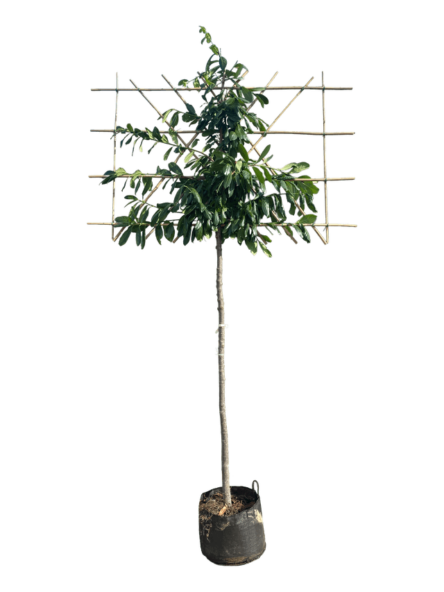Leilaurier 200 cm stamhoogte