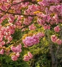 Japanse sierkers 'Kanzan'