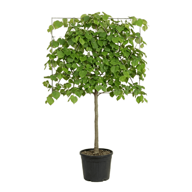 Koningslinde leivorm 120cm stamhoogte