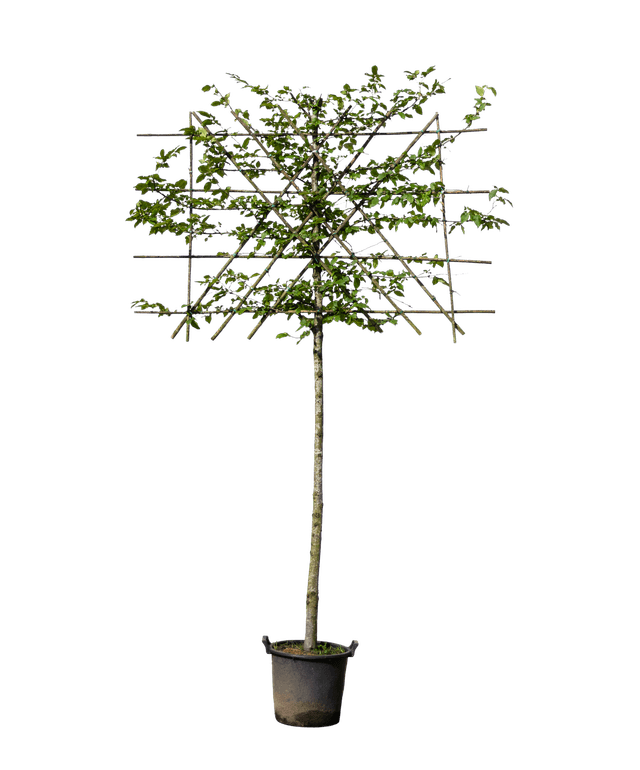 Groene leibeuk 200cm stamhoogte
