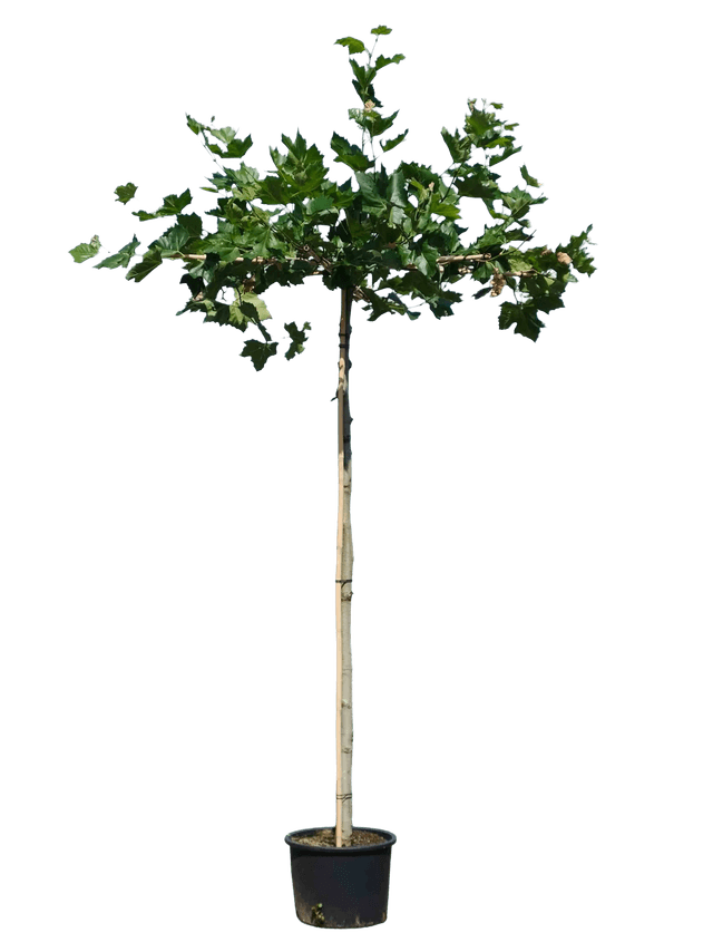 Dakplataan, 240cm stamhoogte