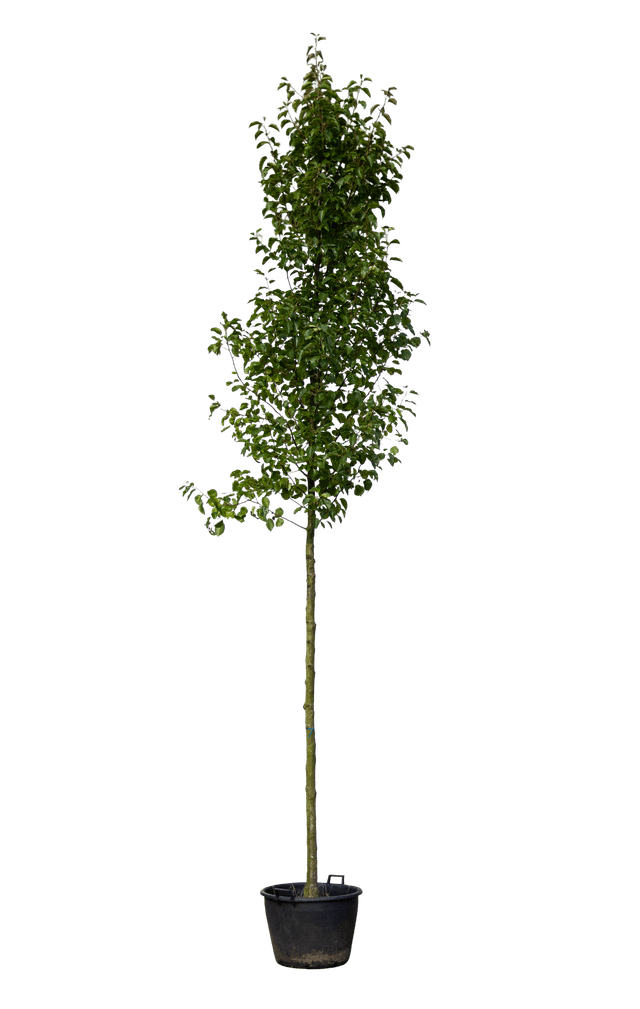 Sierpeer