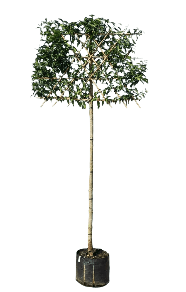 Portugese leilaurier 200cm stamhoogte