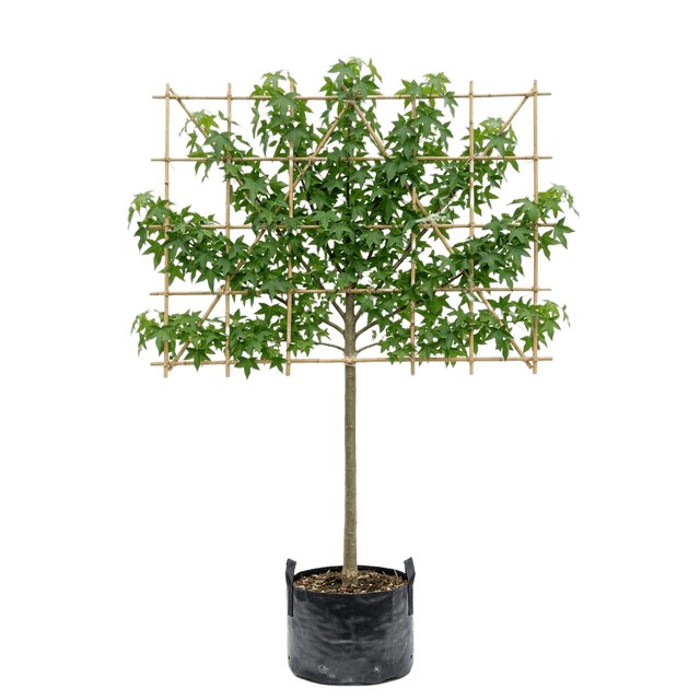 Amberboom leivorm 120cm stamhoogte