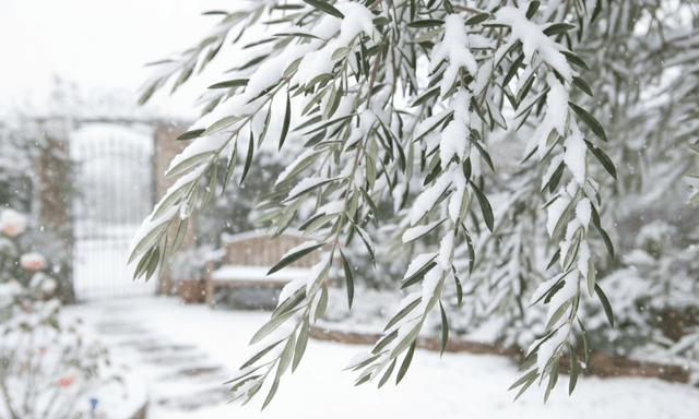 Bomen beschermen tegen winterkou en gure wind