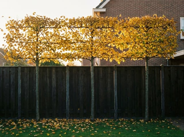 Leilinde: alles over de koningslinde als leiboom, door het hele jaar